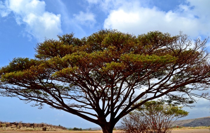Tree in Waimea